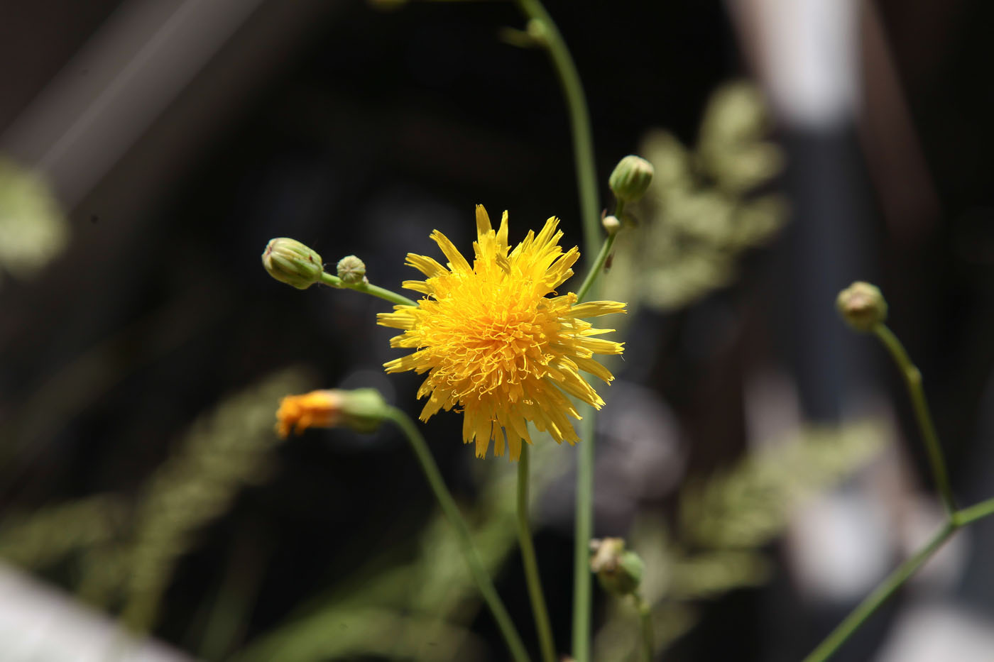 Image of Sonchus arvensis ssp. uliginosus specimen.