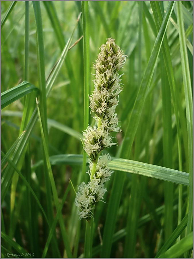 Image of Carex vulpina specimen.