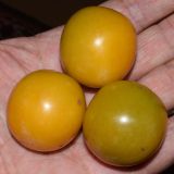 Prunus domestica