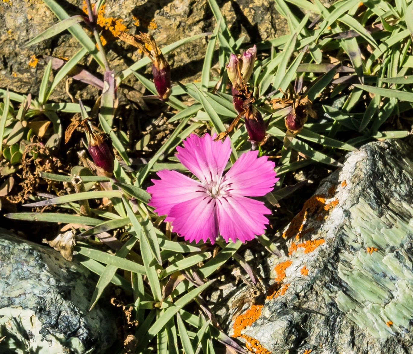 Изображение особи Dianthus kusnezovii.