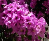 genus Bougainvillea. Соцветия. Черногория, муниципалитет Будва, пос. Бечичи (Bečići), придомовые посадки. Июль 2018 г.