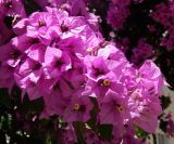 род Bougainvillea. Соцветия. Черногория, муниципалитет Будва, пос. Бечичи (Bečići), придомовые посадки. Июль 2018 г.