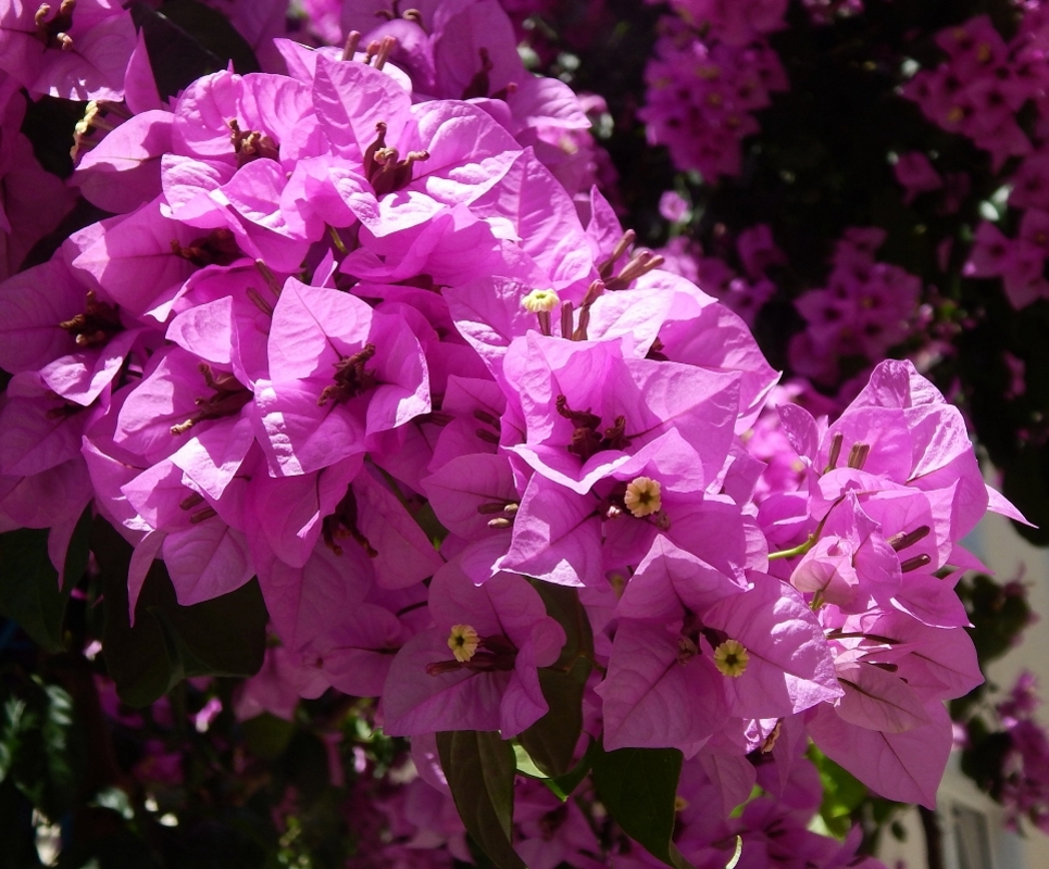 Изображение особи род Bougainvillea.