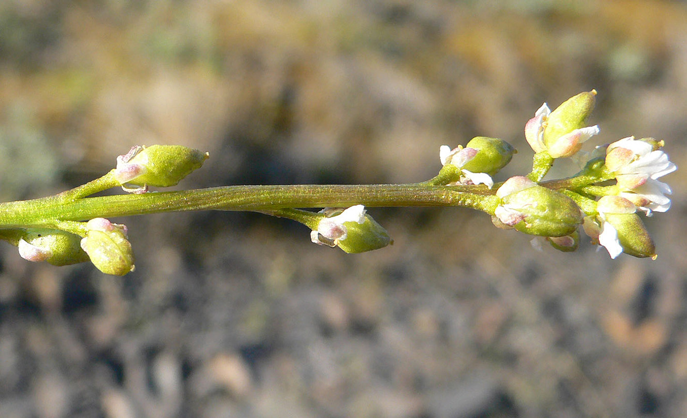 Image of Cochlearia arctica specimen.