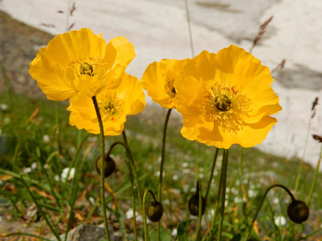 Image of Papaver pseudocanescens specimen.