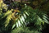 Juglans microcarpa