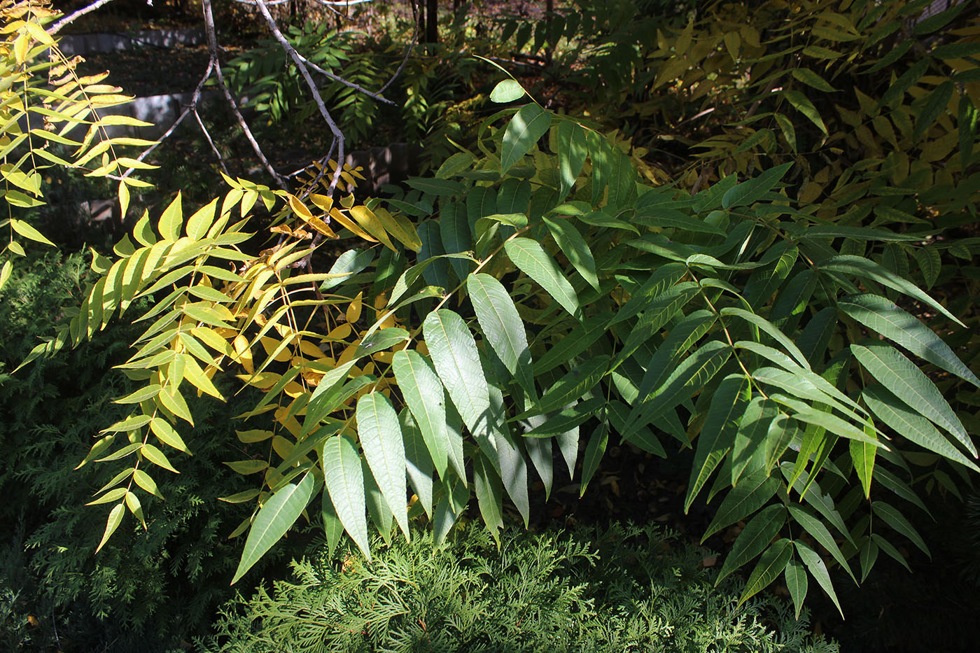 Image of Juglans microcarpa specimen.