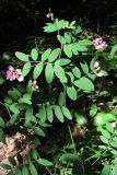 Lathyrus niger. Цветущее растение. Крым, Долгоруковская яйла, буковый лес. 9 июня 2010 г.