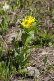 Doronicum altaicum. Цветущее растение. Республика Хакасия, Кузнецкий Алатау, высота 1300 м н.у.м. 22 июня 2018 г.