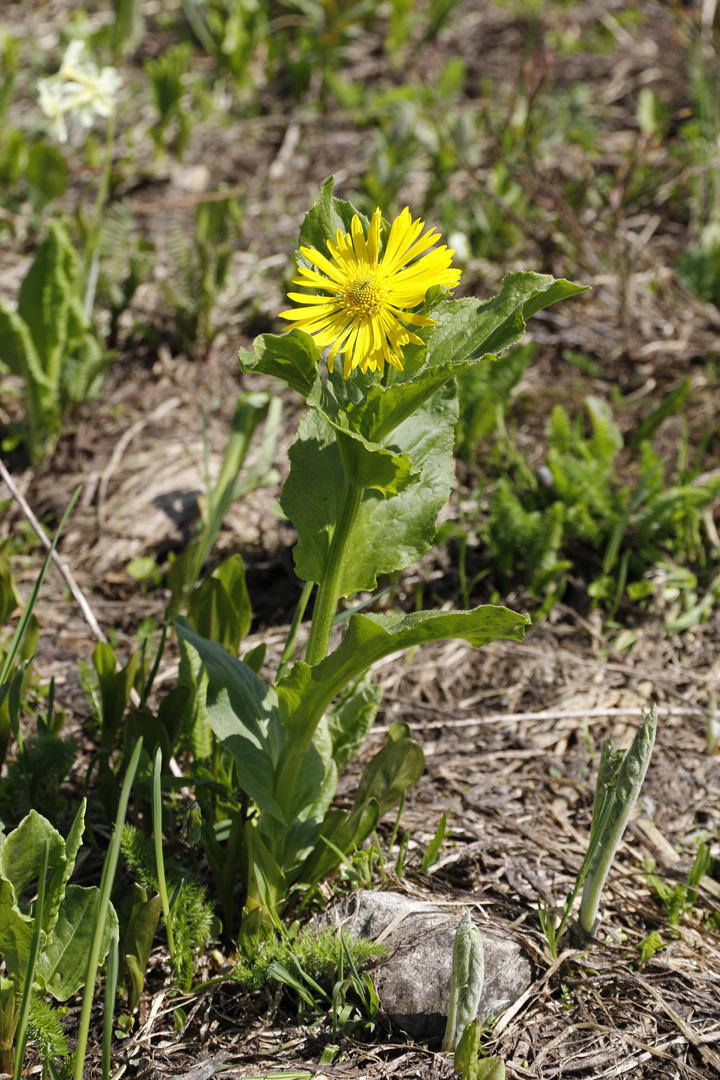 Изображение особи Doronicum altaicum.