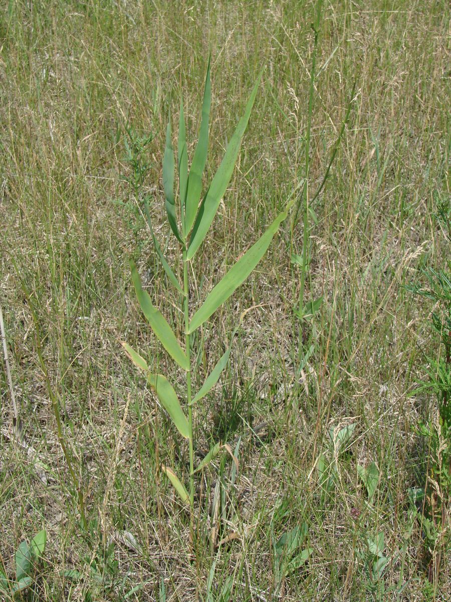 Изображение особи Phragmites australis.