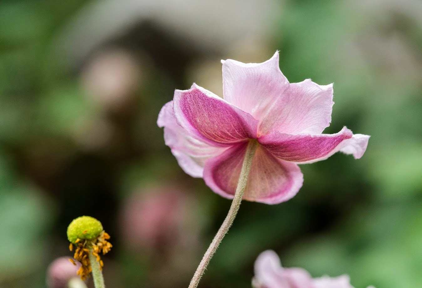 Изображение особи Anemone hupehensis.