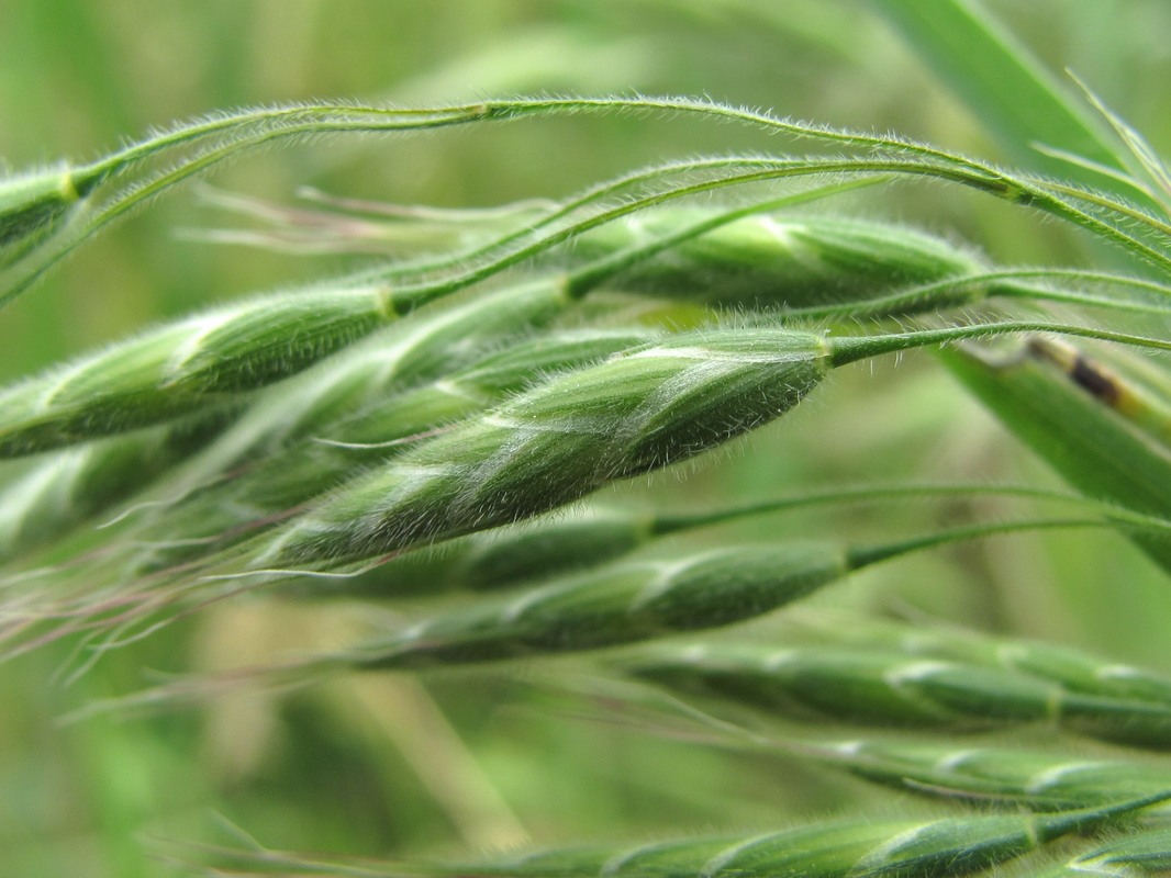 Image of genus Bromus specimen.