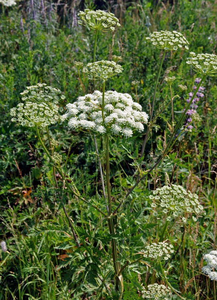 Image of Seseli libanotis specimen.