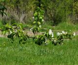 Malus prunifolia