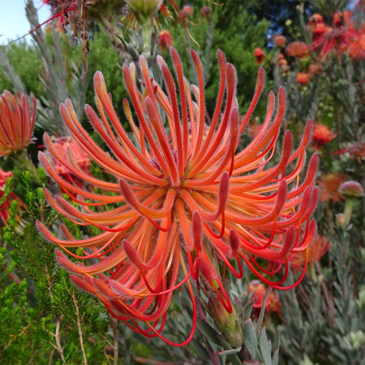 Изображение особи Leucospermum reflexum.