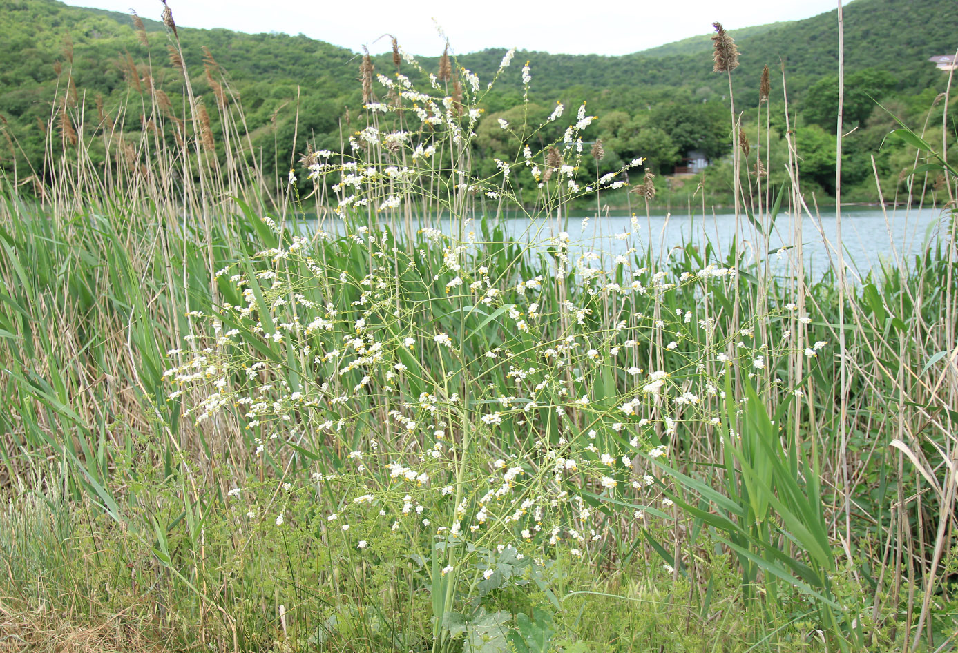 Image of Crambe koktebelica specimen.