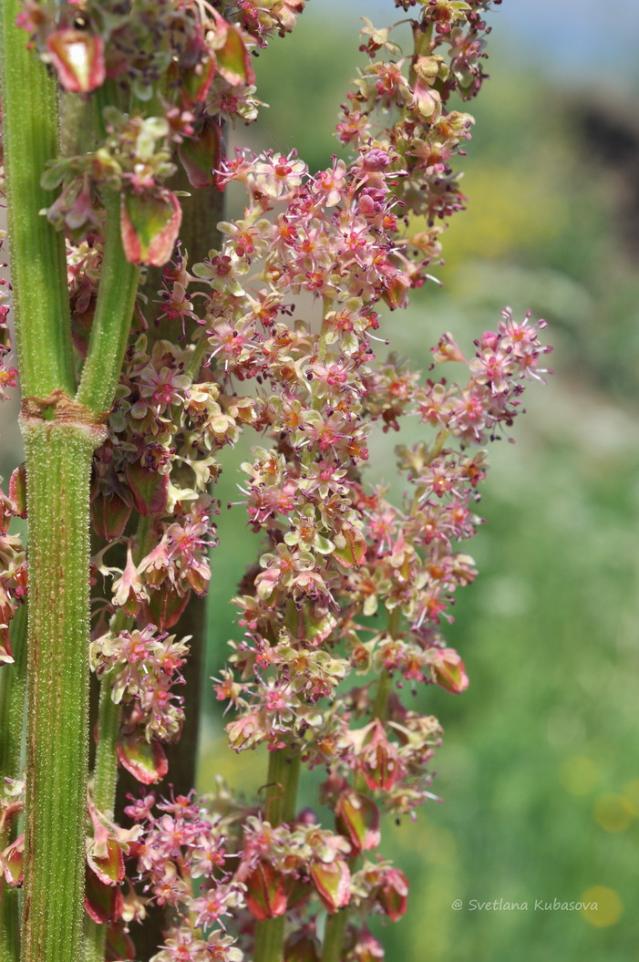 Image of Rheum palmatum specimen.