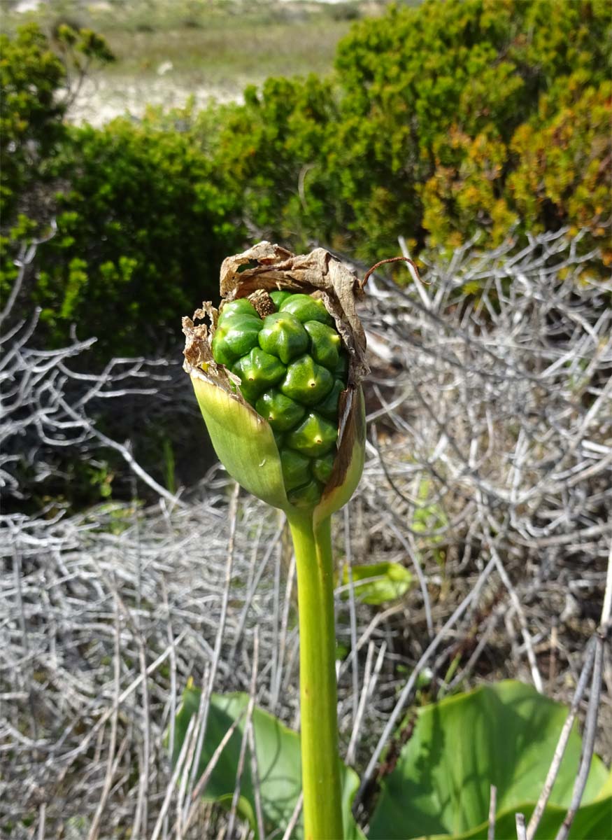 Изображение особи Zantedeschia aethiopica.