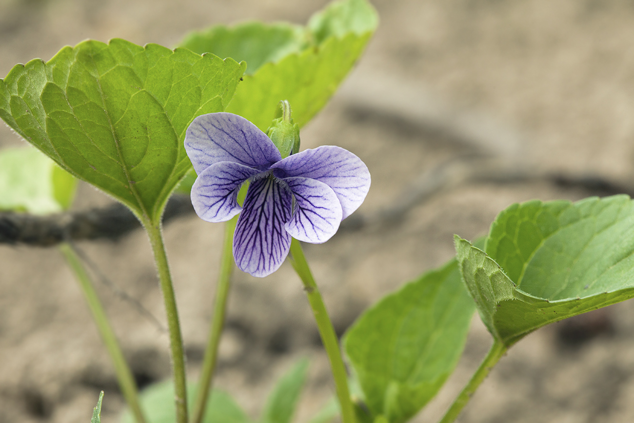 Image of Viola kamtschadalorum specimen.