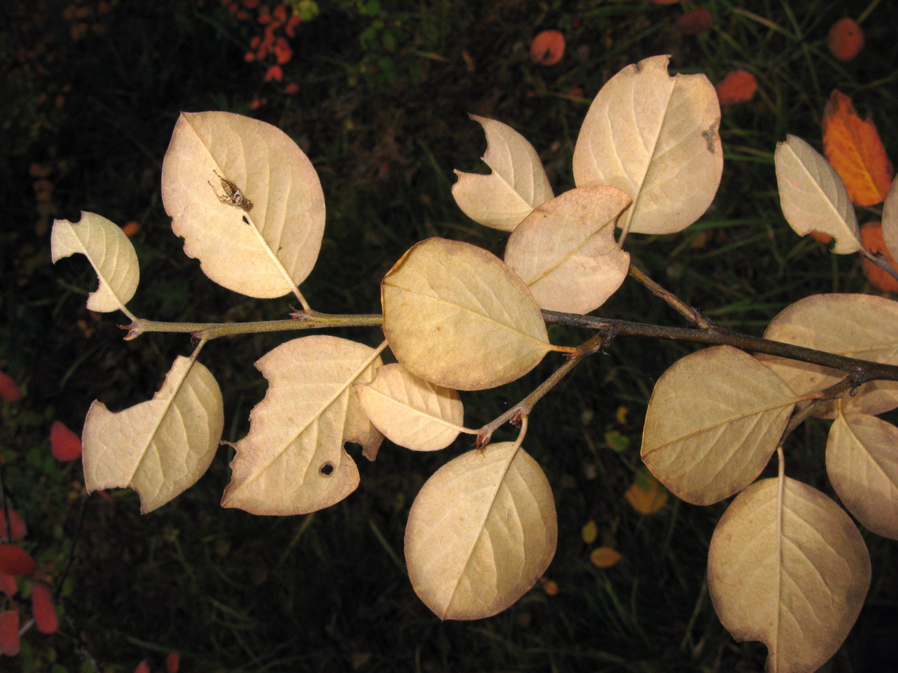 Image of Cotoneaster tjulinae specimen.