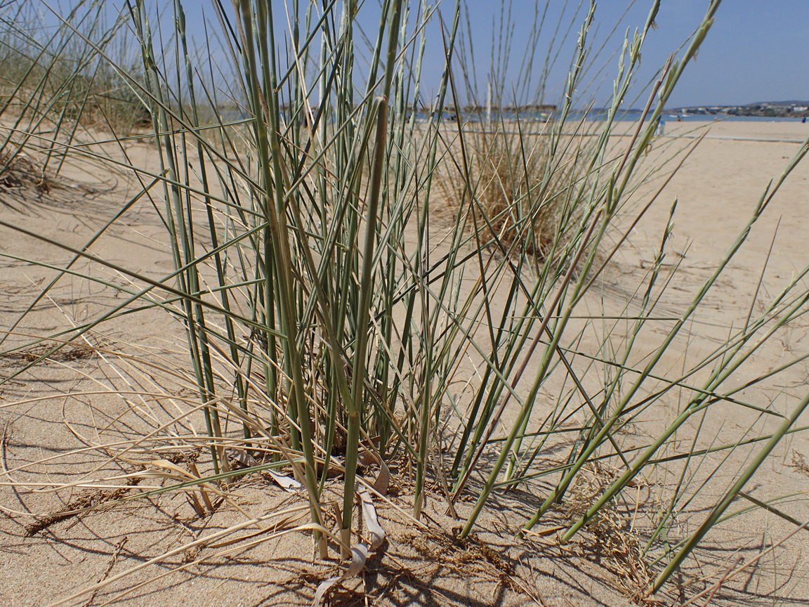 Image of Elytrigia bessarabica specimen.