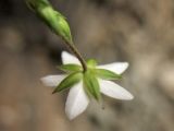 Minuartia pauciflora