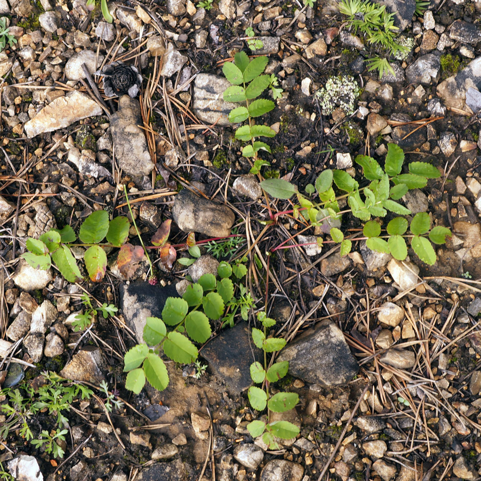 Image of Sanguisorba officinalis specimen.