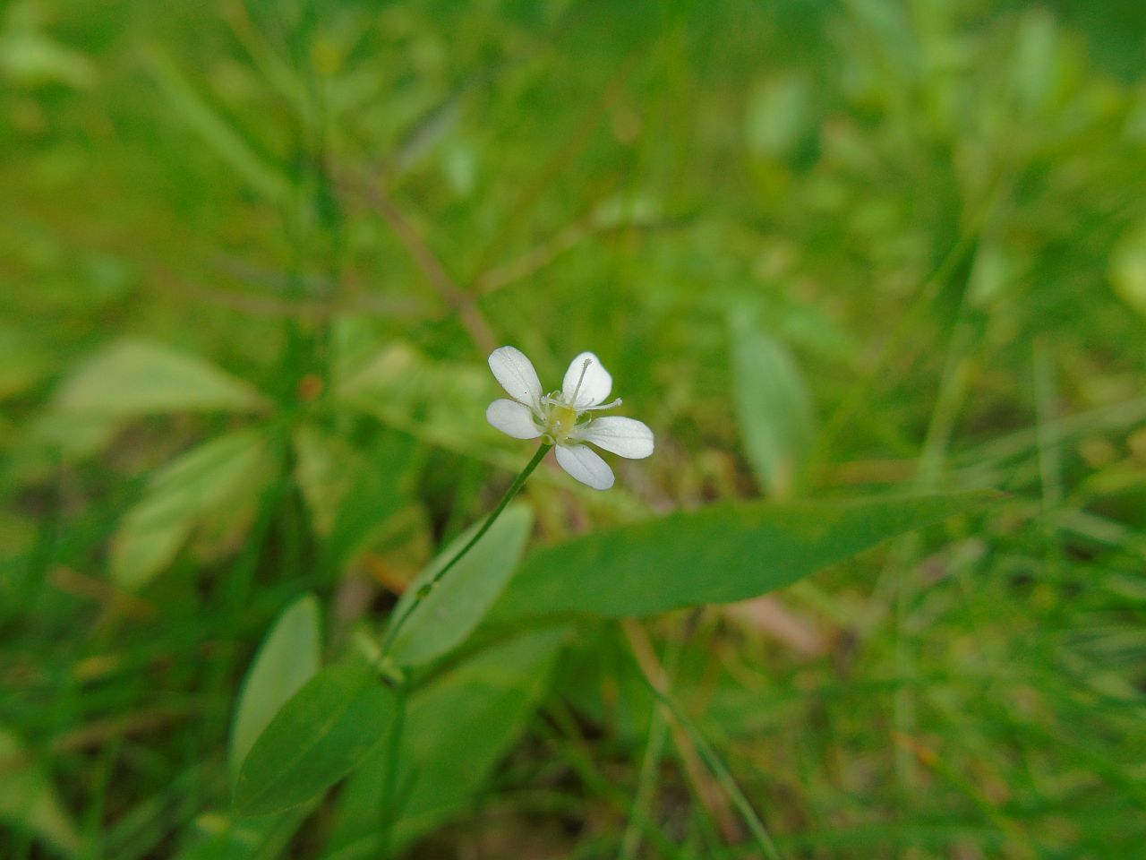 Image of Moehringia lateriflora specimen.