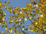 Populus laurifolia. Части веток с листьями в осенней окраске. Магаданская обл., г. Магадан, окр. мкр-н Снежная Долина, р. Дукча, пойменный ивняк. 22.09.2014.