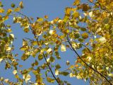 Populus laurifolia