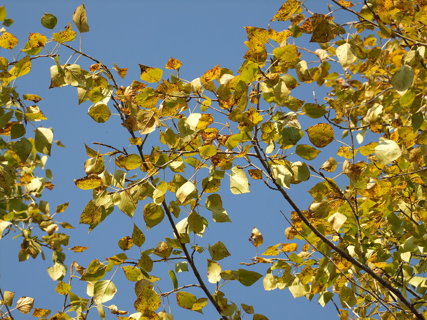 Image of Populus laurifolia specimen.