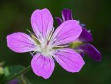 Geranium sylvaticum