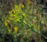 Pastinaca sylvestris