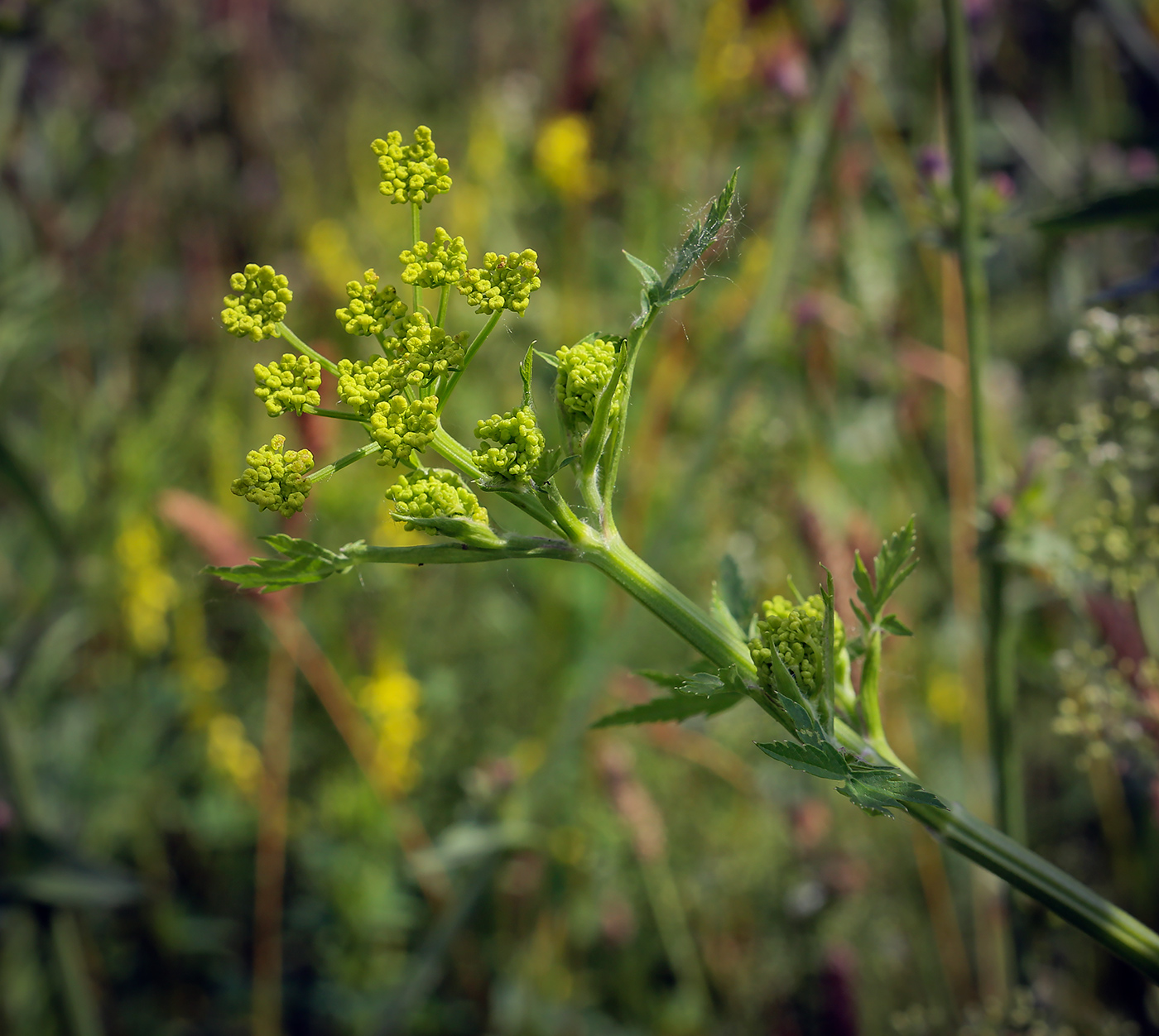 Изображение особи Pastinaca sylvestris.