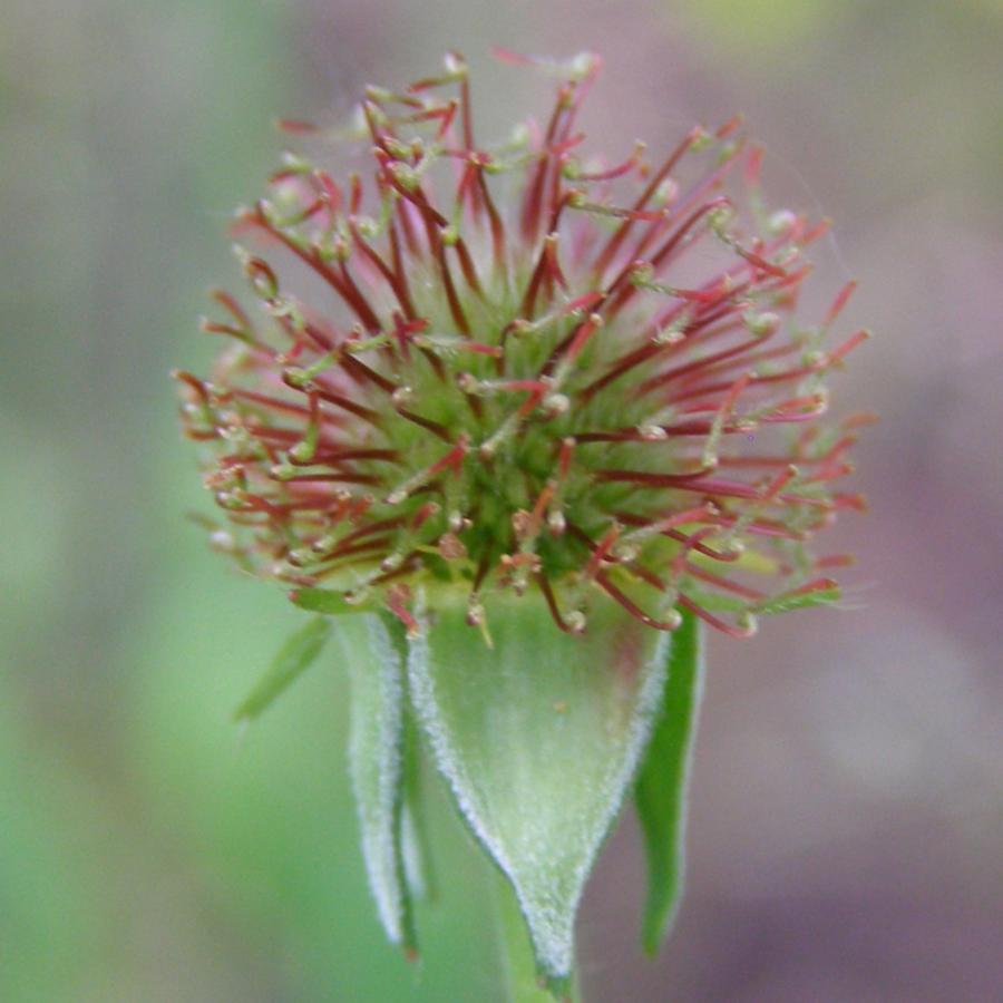 Изображение особи Geum urbanum.