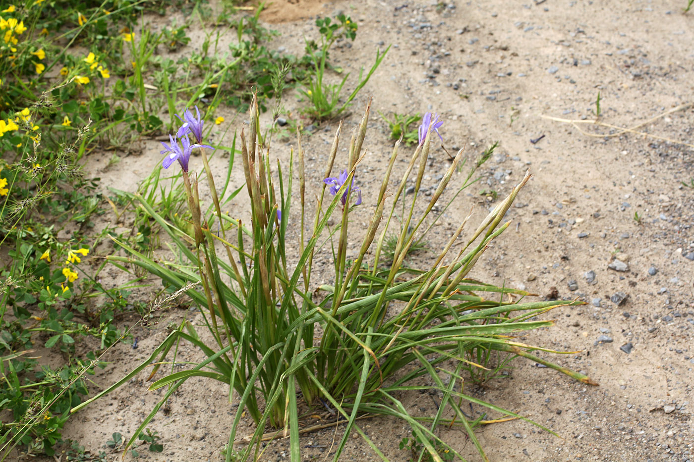 Image of Moraea sisyrinchium specimen.