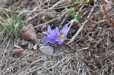 род Crocus. Цветущее растение после мороза. Турция, ил Ардахан, окр. крепости Шайтан Калеси, травянистый склон. 15.04.2019.