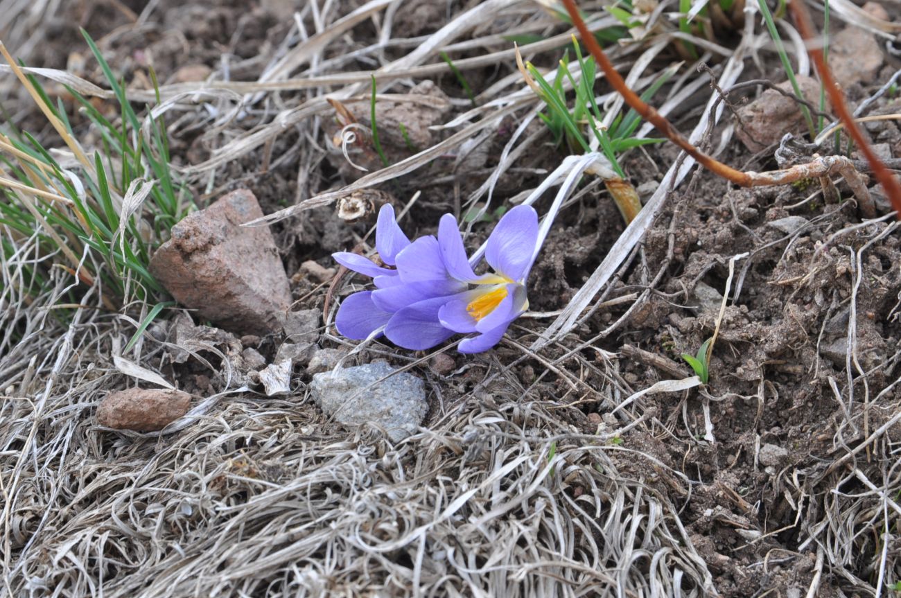 Image of genus Crocus specimen.