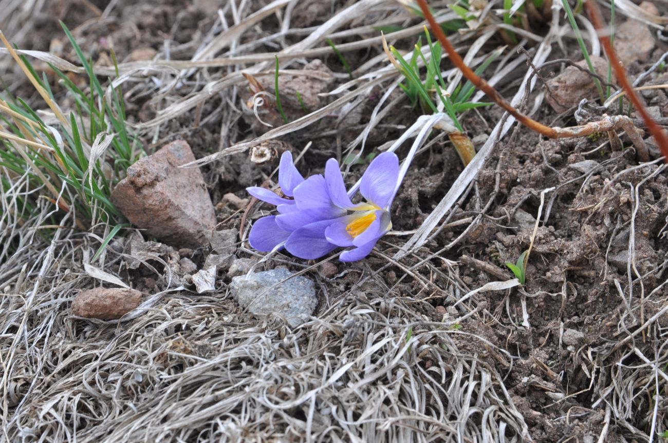 Изображение особи род Crocus.