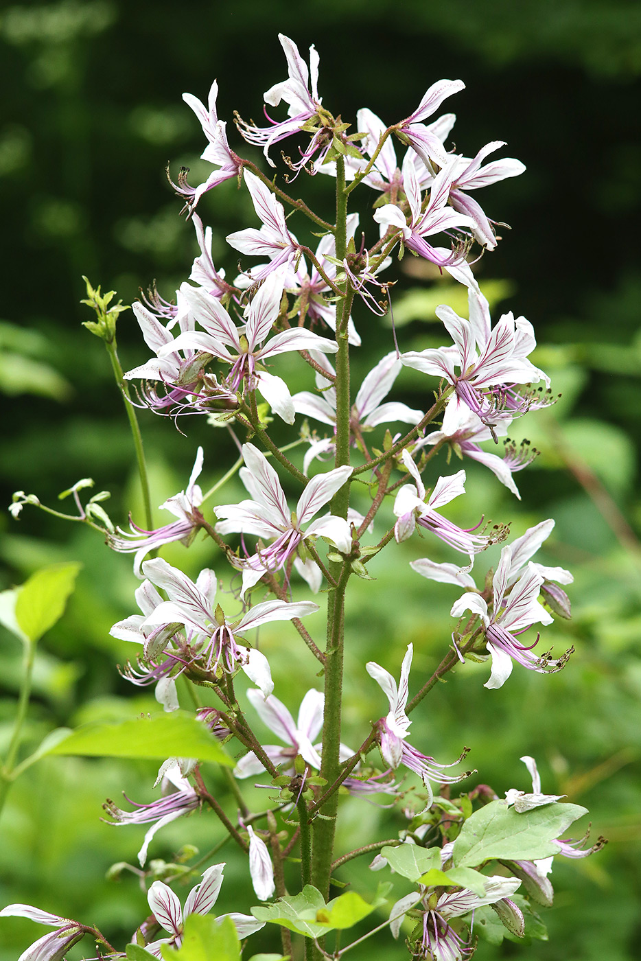 Изображение особи Dictamnus caucasicus.