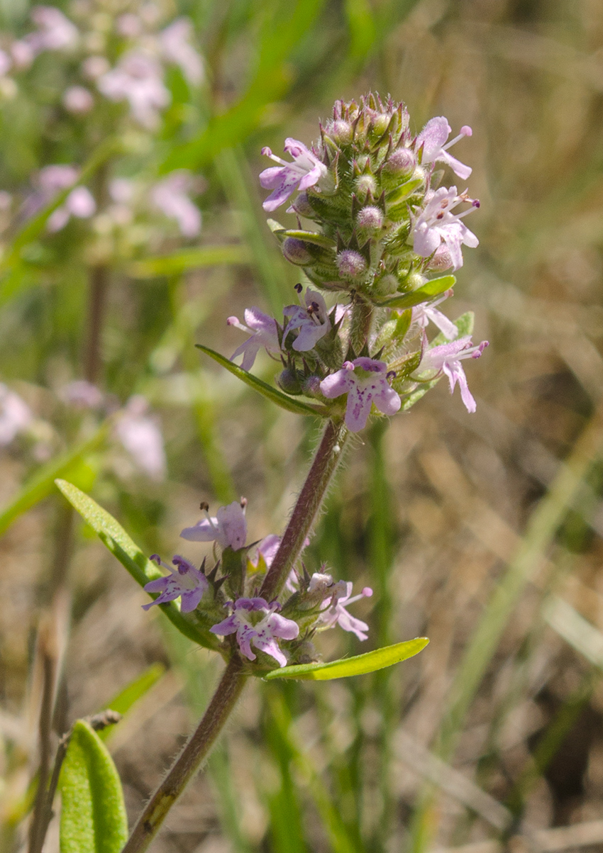 Изображение особи Thymus marschallianus.