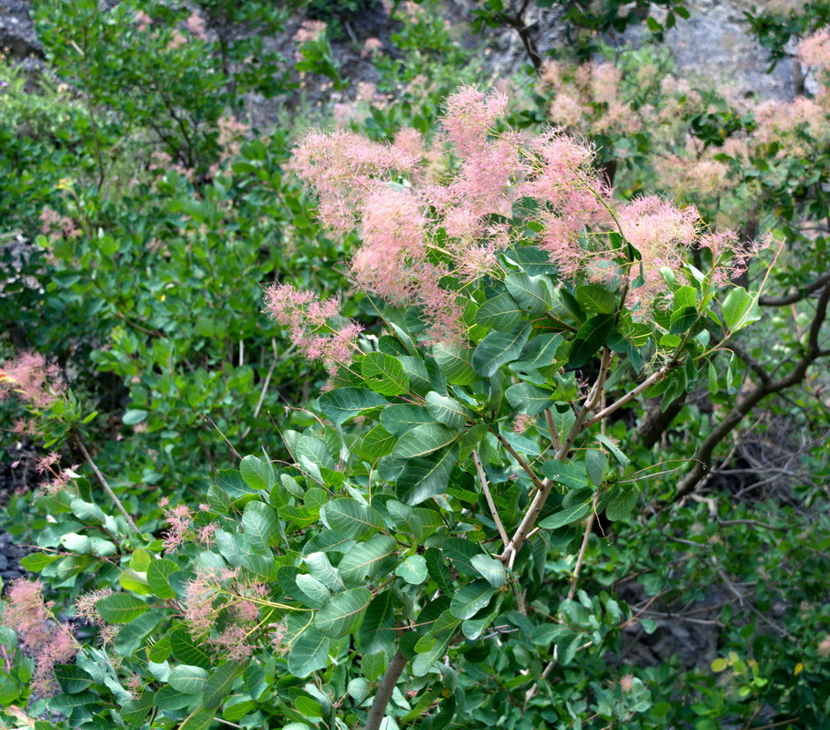 Image of Cotinus coggygria specimen.