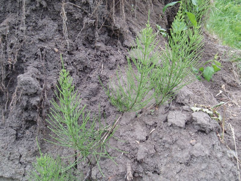 Image of Equisetum arvense specimen.