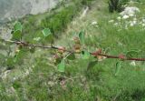 Cotoneaster racemiflorus. Часть ветви с незрелыми плодами. Дагестан, Левашинский р-н, окр. с. Цудахар, ок. 1300 м н.у.м., каменистый склон. 11.06.2019.