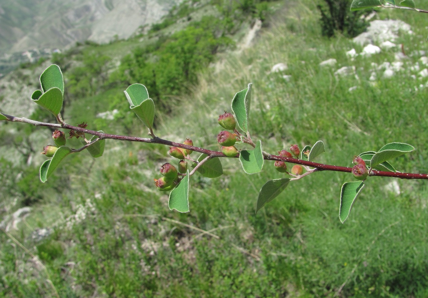 Image of Cotoneaster racemiflorus specimen.