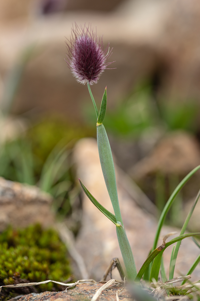 Изображение особи Alopecurus dasyanthus.