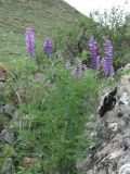 Vicia tenuifolia. Цветущее растение. Дагестан, Докузпаринский р-н, окр. с. Усухчай, ок. 1200 м н.у.м., каменистый склон. 04.06.2019.