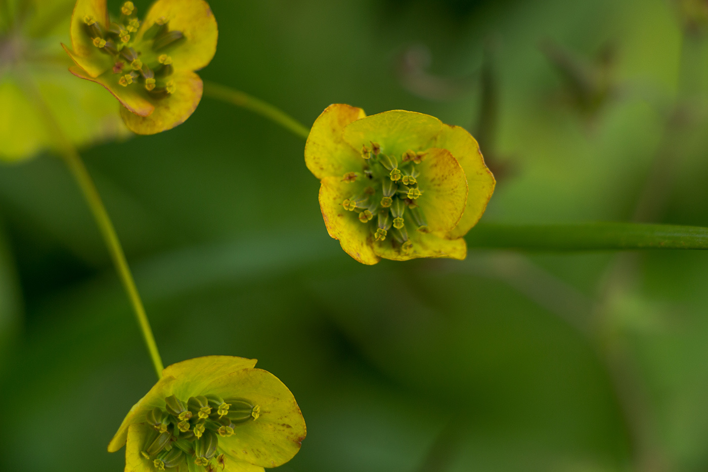 Image of Bupleurum longifolium ssp. aureum specimen.