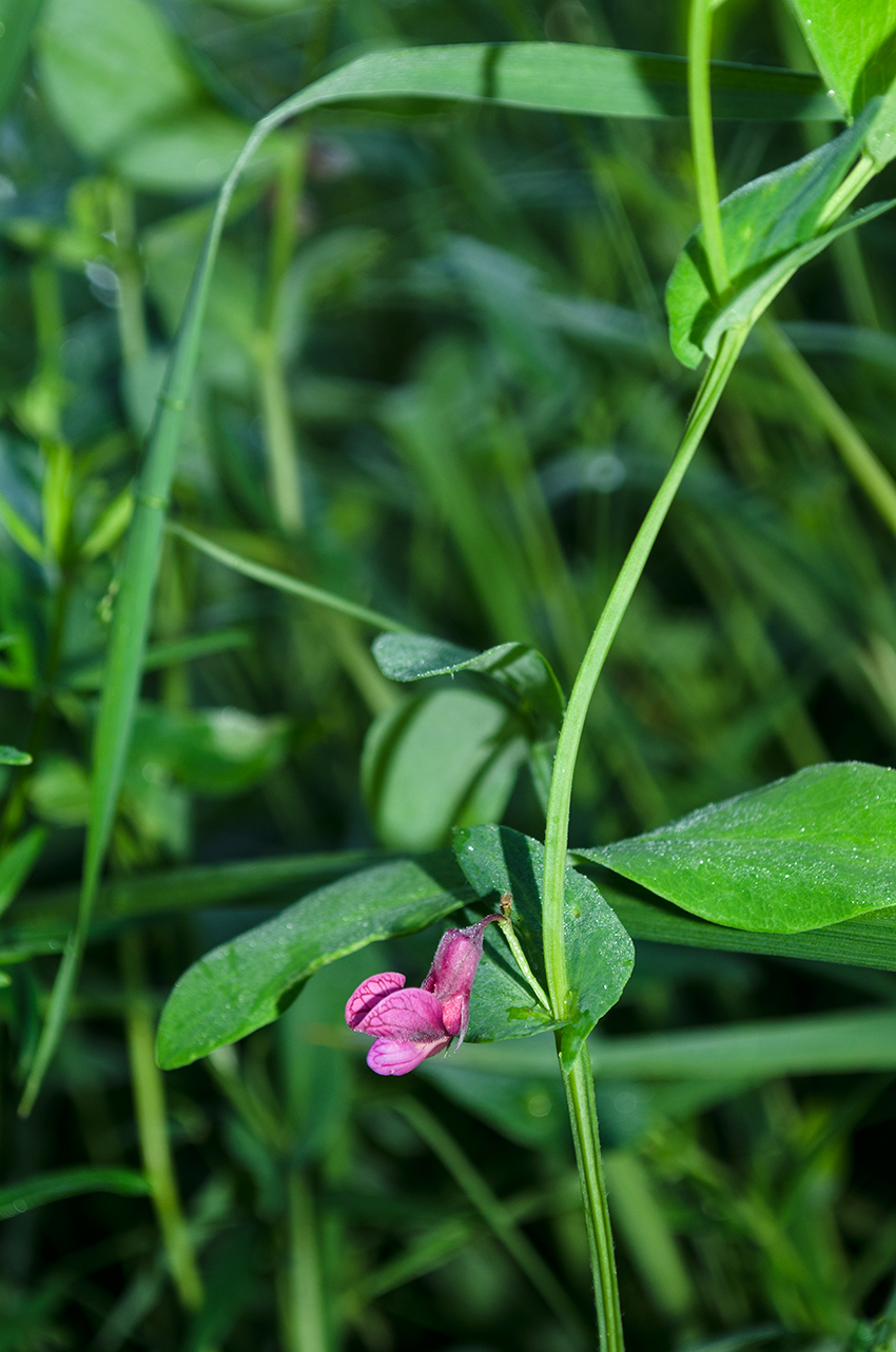 Image of Lathyrus pisiformis specimen.